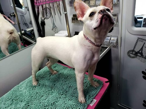 Penelope The French Bull Dog 2